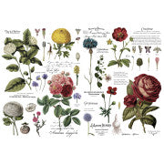 Vintage Botanical Decor Transfer by Redesign with Prima