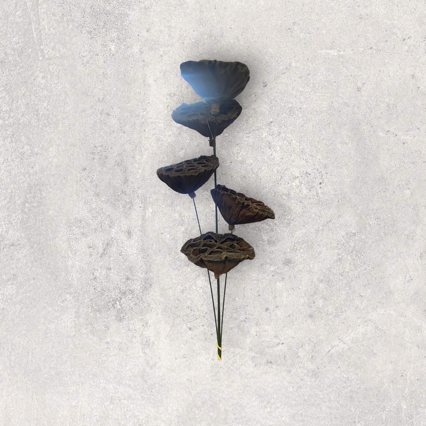 Seed pods artificial