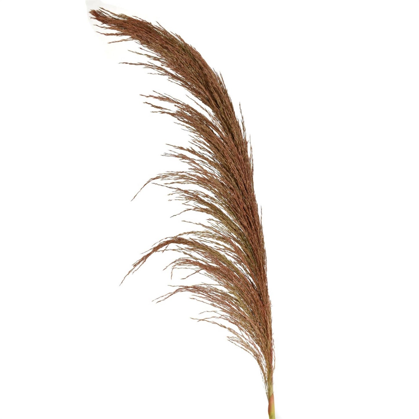 43" Pampas Branch - Brown