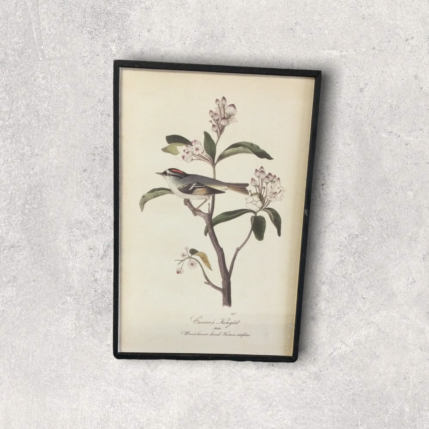 Bird wall art prints