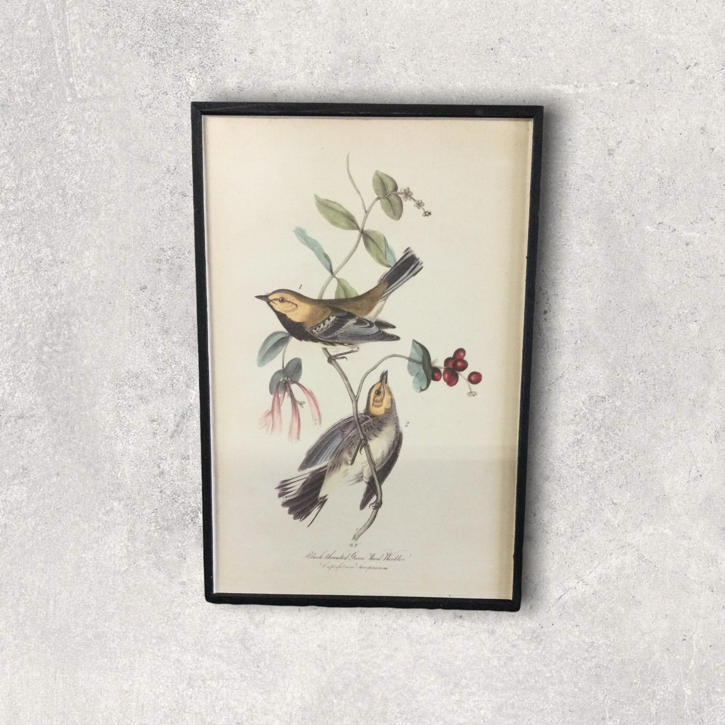 Bird wall art prints