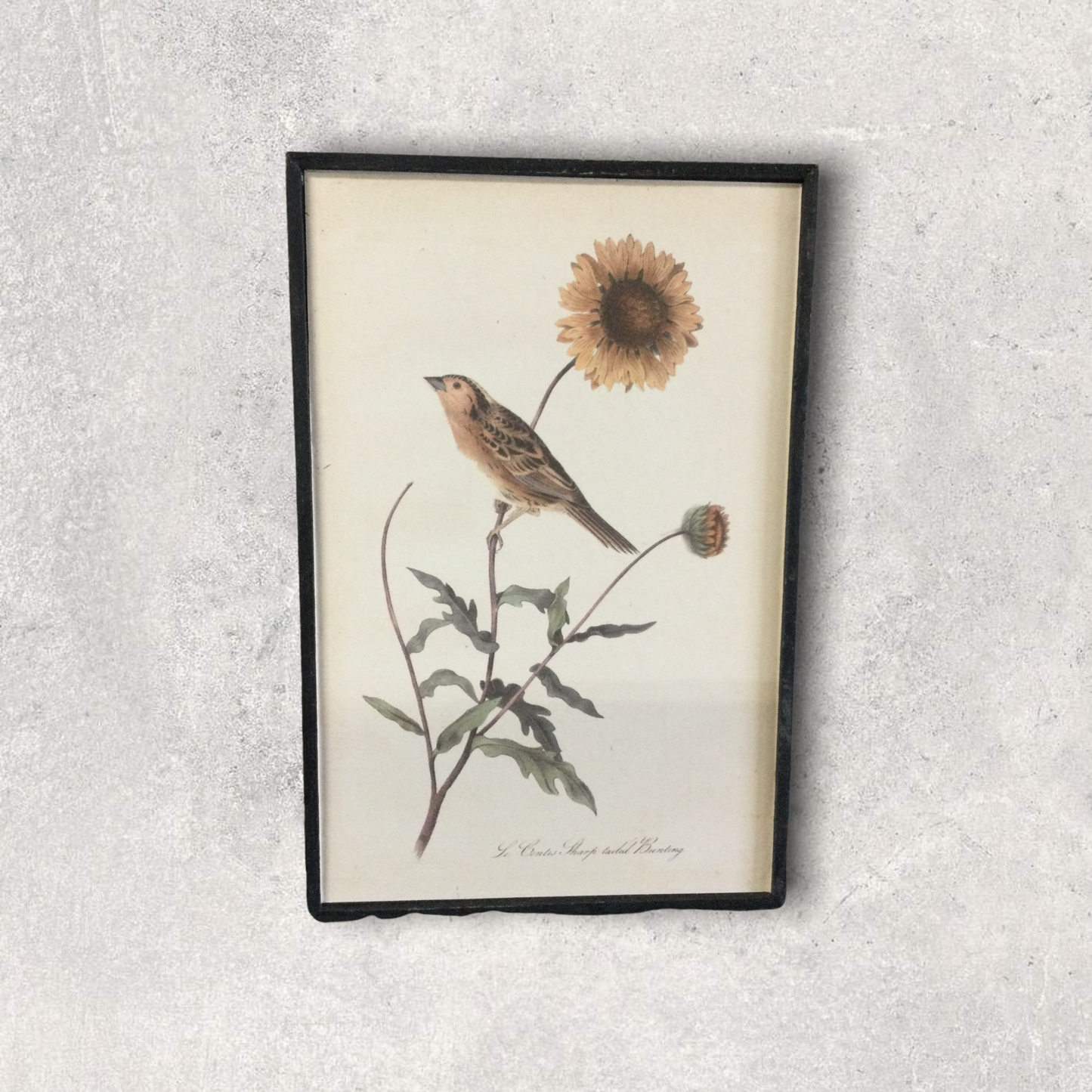 Bird wall art prints