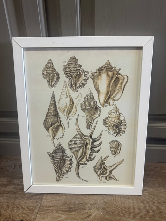 Seashell art print