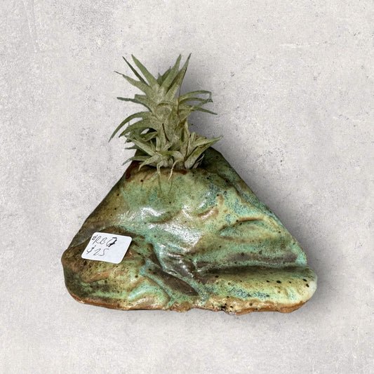 Air plant clay holder