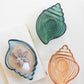 Scallop shell bowls