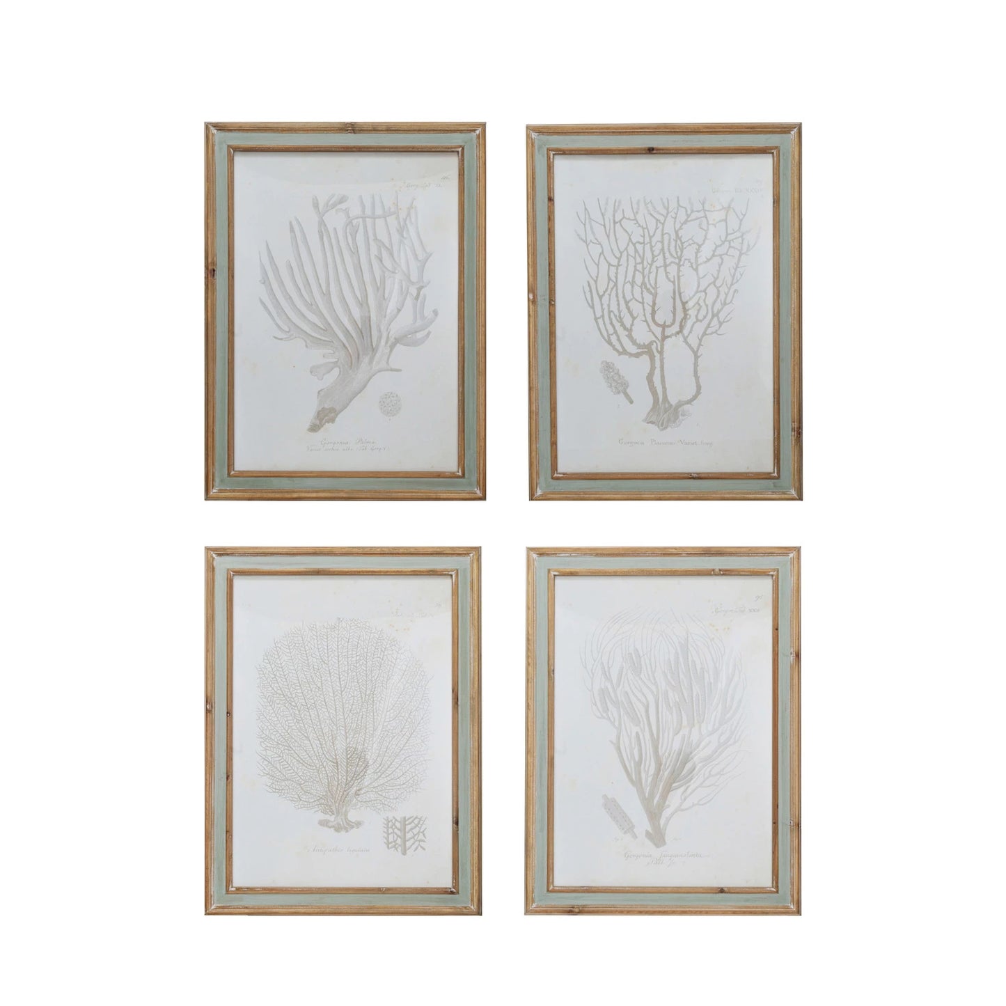 Wood Framed Glass Wall Décor w/ Coral Image, 4 Styles