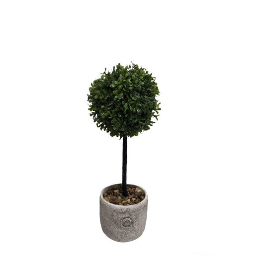 European Boxwood Topiary in Pot 20"