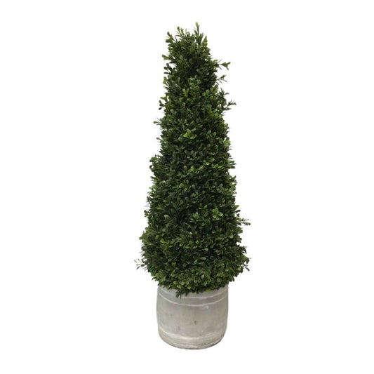 European Boxwood in Whitewashed Grey Ceramic Pot 28"