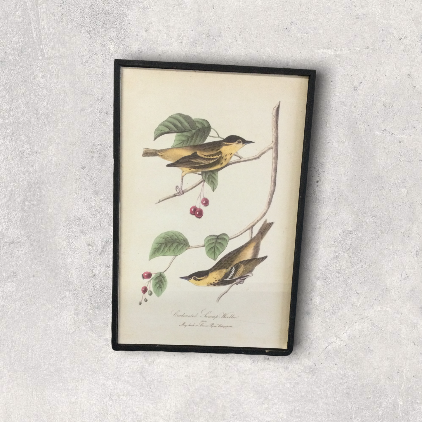 Bird wall art prints