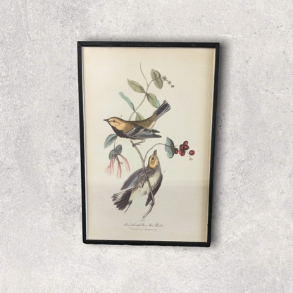 Bird wall art prints